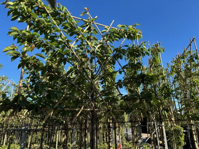 Prunus Serrulata Accolade Leiboom (Leisierkers)
