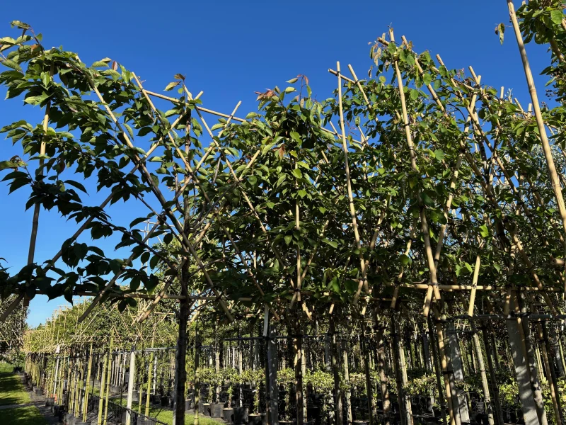 Prunus Serrulata Accolade Leiboom (Leisierkers)-3