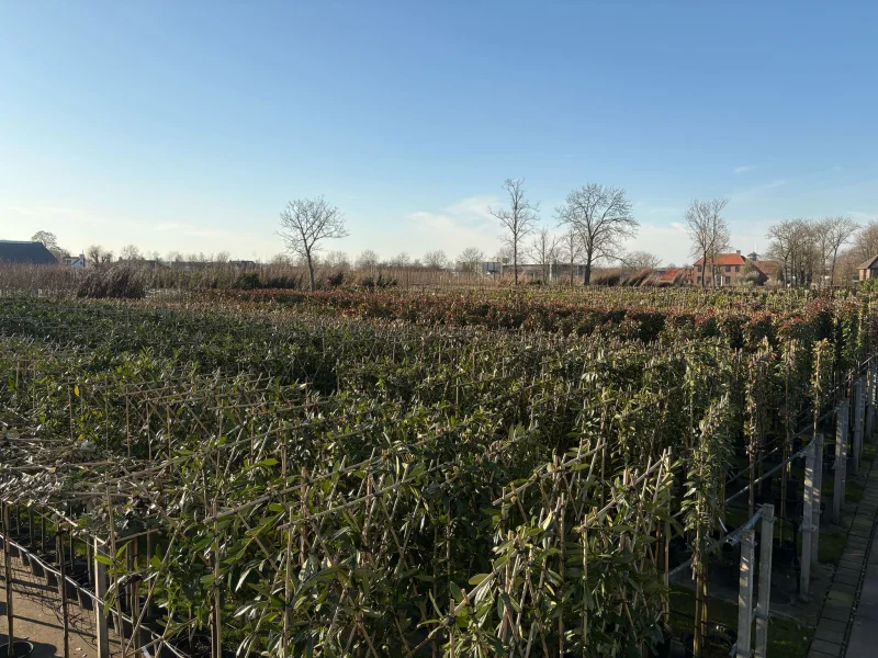 Betula Utilis Doorenbos Leiboom (Himalayaberk Leivorm)-3