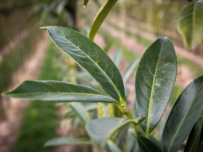 Prunus Laurier Caucasica (Laurierstruik)