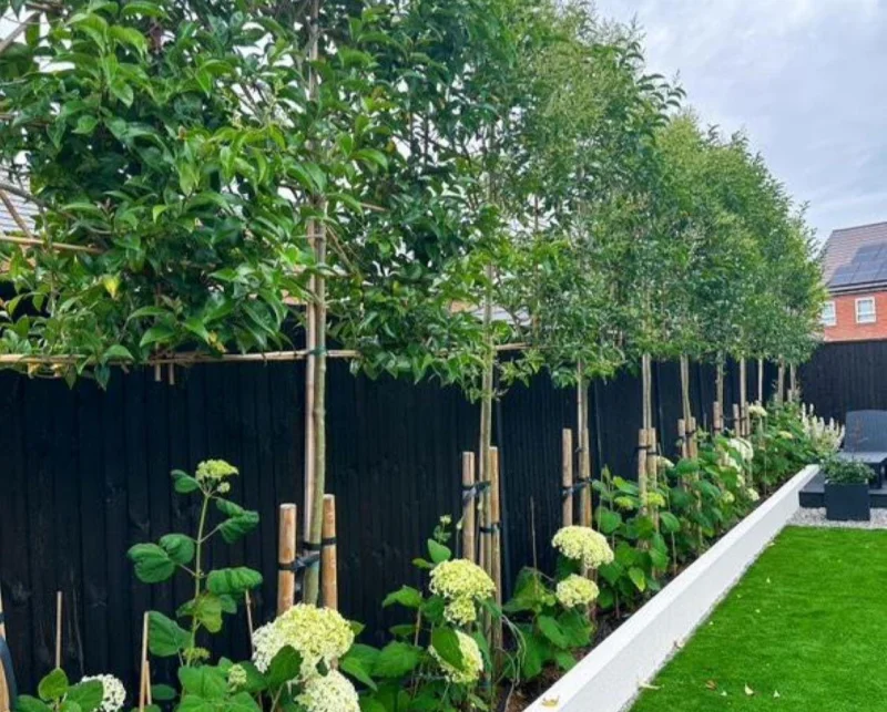 Ligustrum Japonicum Leiboom (Liguster Leivorm)-1
