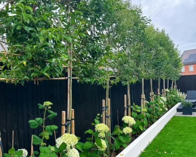 Ligustrum Japonicum Leiboom (Liguster Leivorm)
