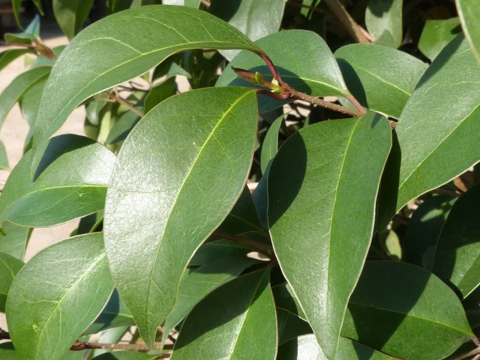 Ligustrum Japonicum Leiboom (Liguster Leivorm)