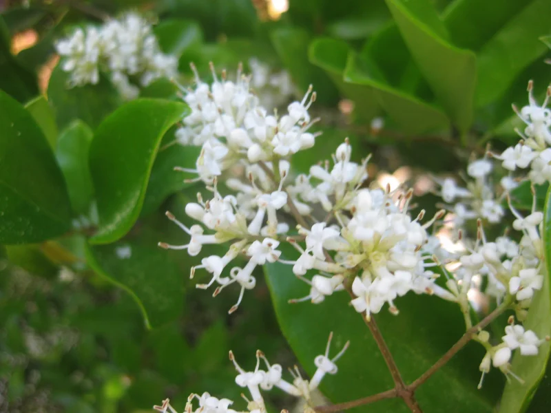 Ligustrum Japonicum Leiboom (Liguster Leivorm)-3