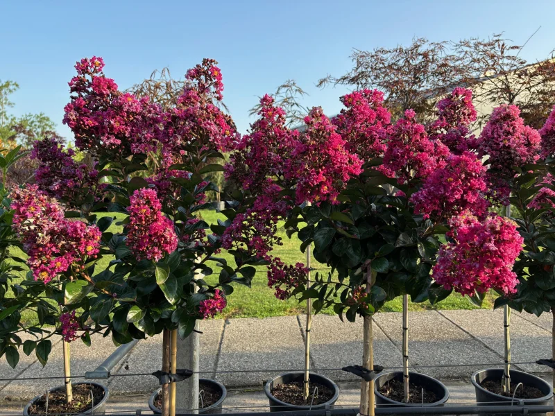 Lagerstroemia Berry Dazzle Halfstam (Roze Lagerstroemia)