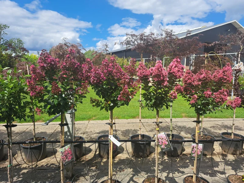 Lagerstroemia Berry Dazzle Halfstam (Roze Lagerstroemia)