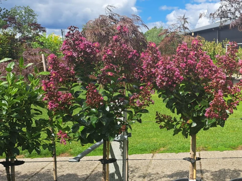 Lagerstroemia Berry Dazzle Halfstam (Roze Lagerstroemia)-3