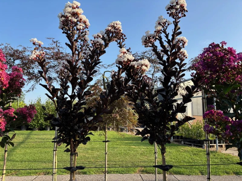 Lagerstroemia Coconut Sorbet Halfstam (Witte Lagerstroemia)