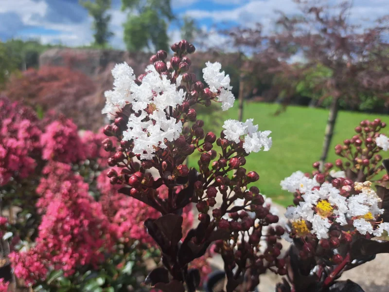 Lagerstroemia Coconut Sorbet Halfstam (Witte Lagerstroemia)