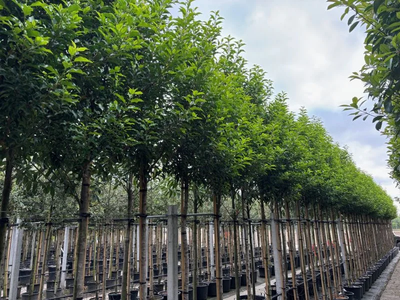 Prunus Lusitanica Brenelia (Groenblijvende Portugese Laurier Boom)