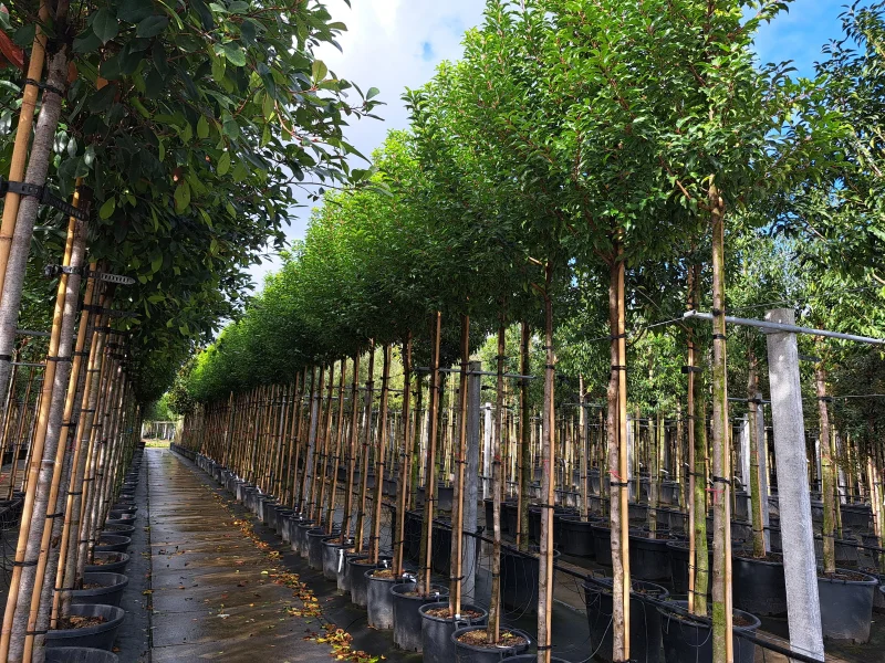 Prunus Lusitanica Brenelia (Groenblijvende Portugese Laurier Boom)