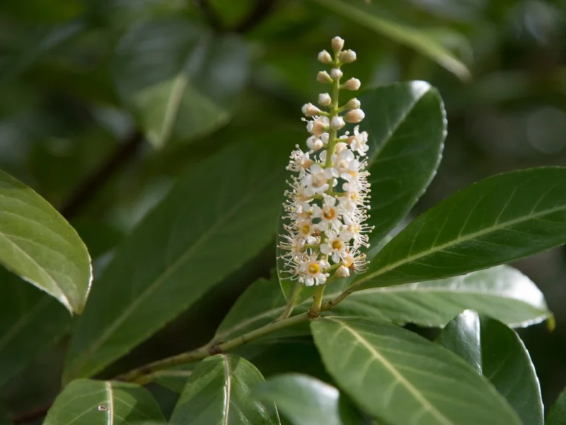 Prunus Laurier Herbergii (Laurierstruik)-1
