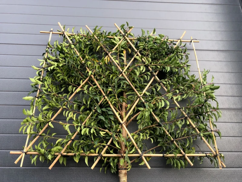 Prunus Lusitanica Brenelia Leiboom (Groenblijvende Portugese Laurier Leiboom)