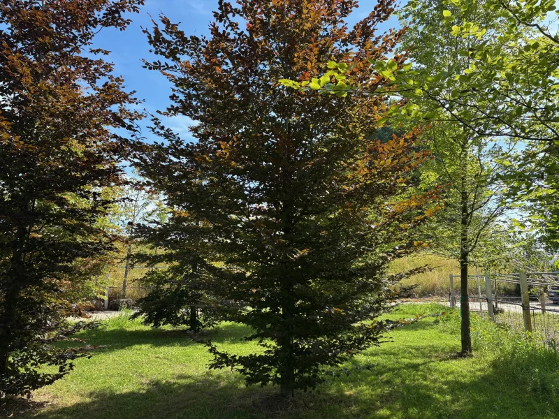 Fagus Sylvatica Atropunicea Beveerd (Rode Beuk) GROTE BOOM