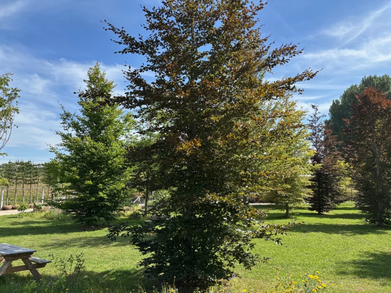 Fagus Sylvatica Atropunicea Beveerd (Rode Beuk) GROTE BOOM-3