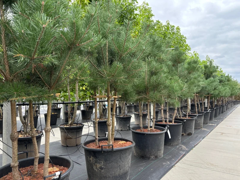 Pinus Nigra meerstammig (Zwarte Den)-1
