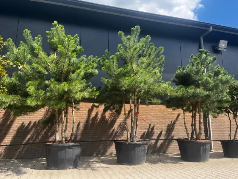 Pinus Nigra meerstammig (Zwarte Den)