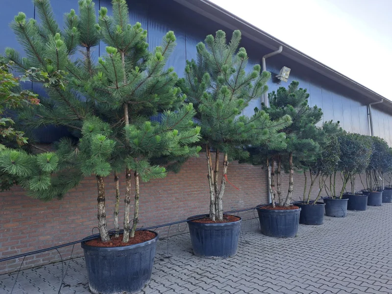 Pinus Nigra meerstammig (Zwarte Den)-3