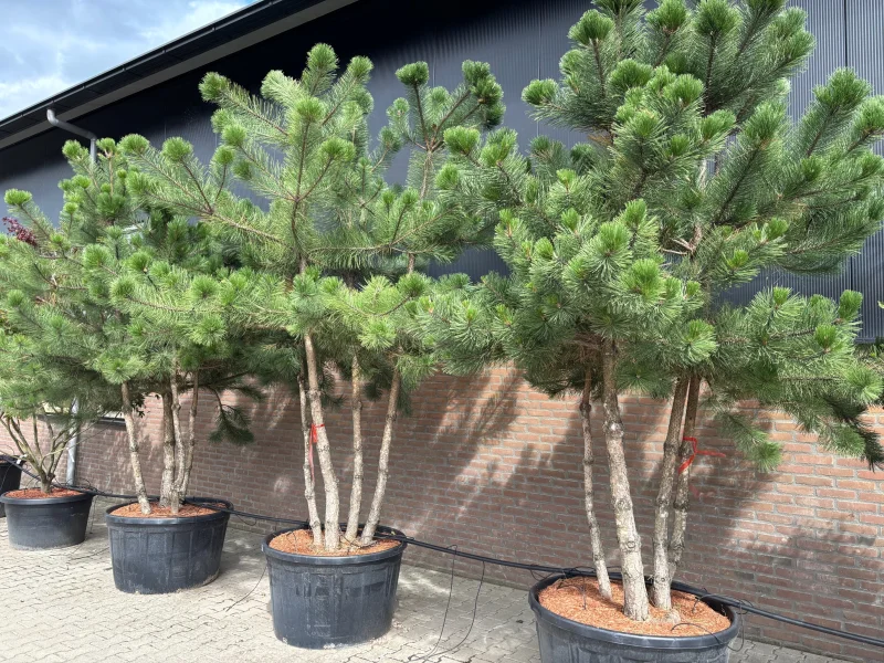 Pinus Nigra meerstammig (Zwarte Den)-4