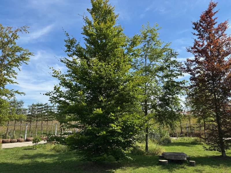Fagus Sylvatica Beveerd (Groene Beuk) GROTE BOOM