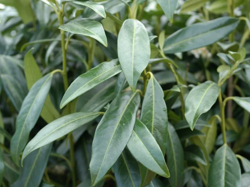 Prunus Laurier Herbergii (Laurierstruik)