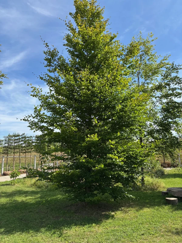 Fagus Sylvatica Beveerd (Groene Beuk) GROTE BOOM-2
