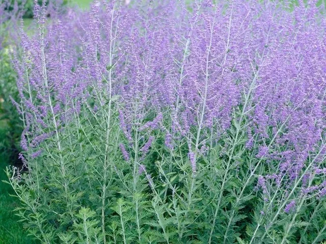Perovskia atriplicifolia 'Blue Spire' (Reuzenlavendel)