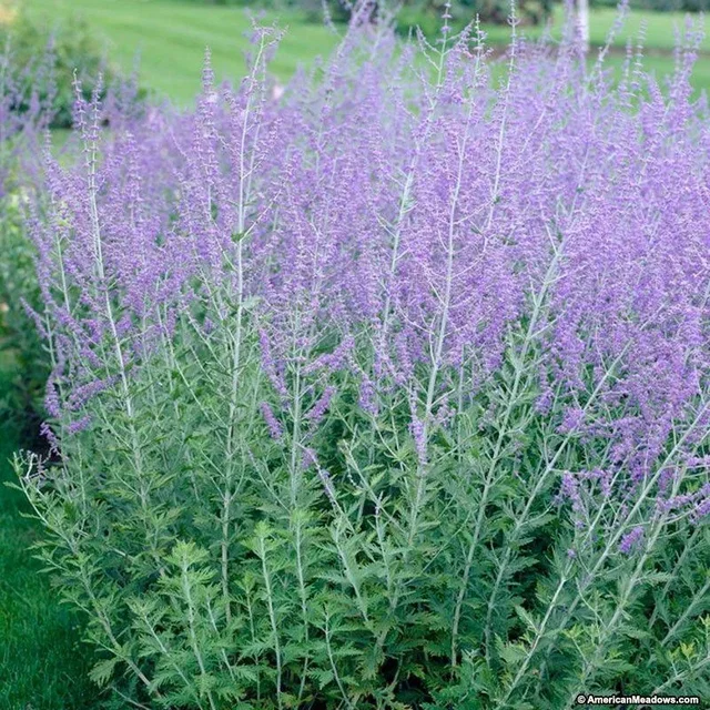 Perovskia atriplicifolia 'Blue Spire' (Reuzenlavendel)