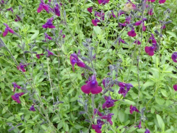 Salvia 'Nachtvlinder'