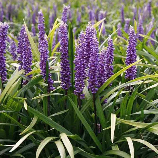 Liriope muscari ‘Royal Purple’