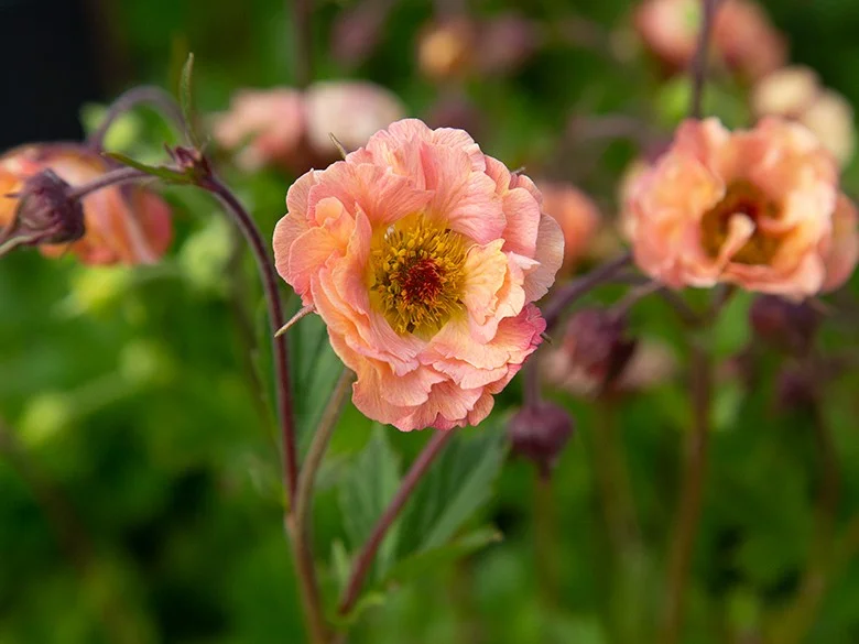 Geum ‘Mai Tai’