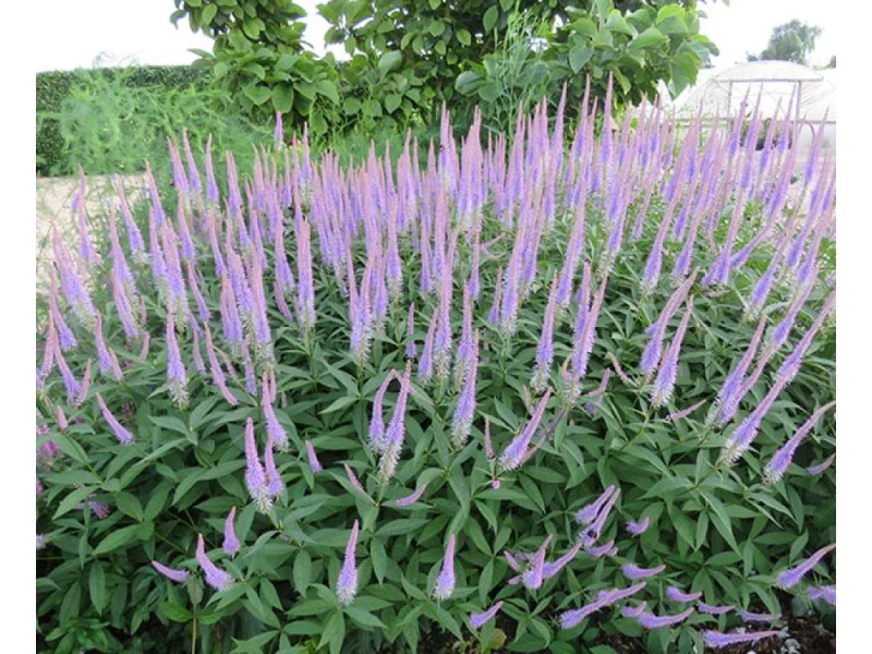 Veronicastrum virginicum ‘Fascination’