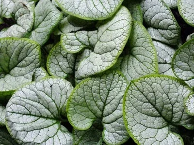 Brunnera macrophylla 'Silver Heart'