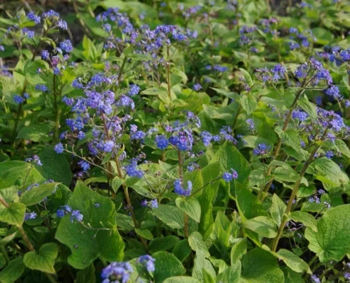 Brunnera macrophylla 'Silver Heart'