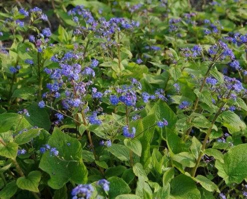Brunnera macrophylla 'Silver Heart'
