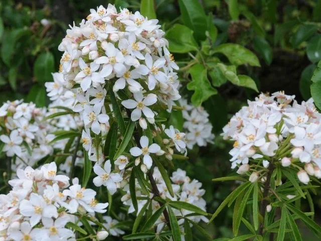 Choisya ternata ‘Aztec Pearl’ (Wintergroene Heester) Choisya ternata ‘Aztec Pearl’ (Wintergroene Heester)