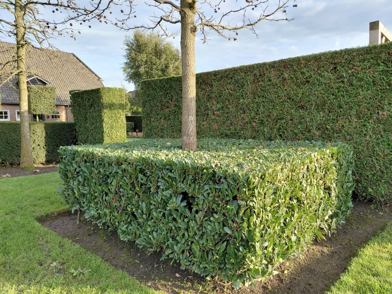 Prunus Laurier Otto Luijken (Laurierstruik)