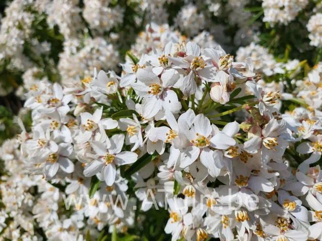 Choisya ternata ‘Aztec Pearl’ (Wintergroene Heester) Choisya ternata ‘Aztec Pearl’ (Wintergroene Heester)
