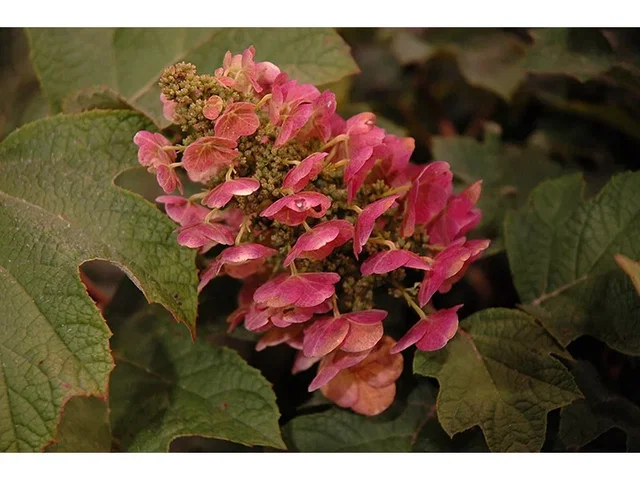 Hydrangea quercifolia 'Ruby Slippers' (Eikenbladhortensia)