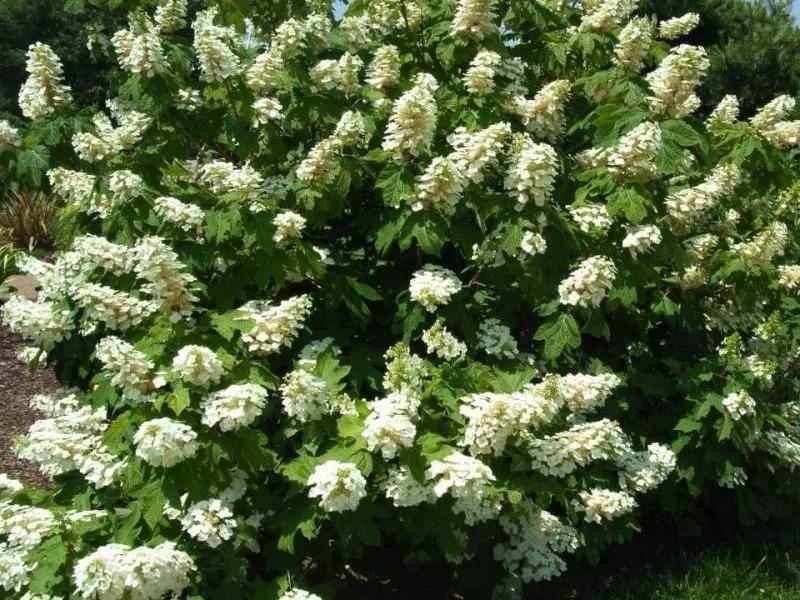 Hydrangea quercifolia ‘Alice’ (Eikenbladhortensia)