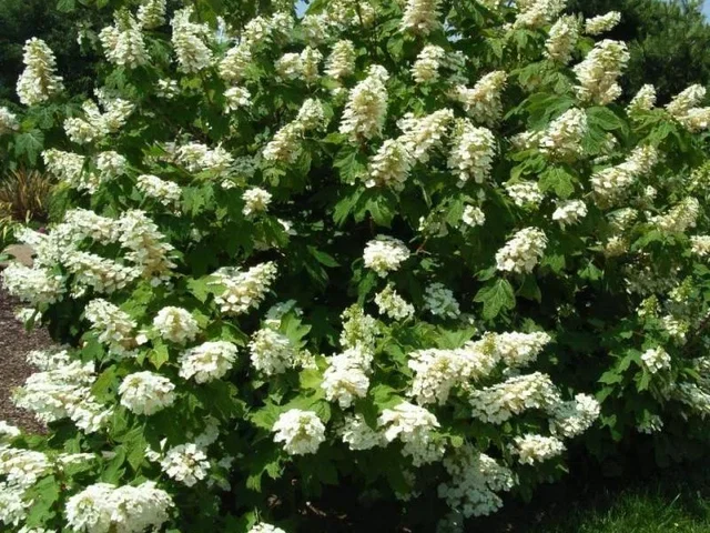 Hydrangea quercifolia ‘Alice’ (Eikenbladhortensia)