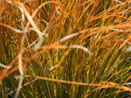 Carex 'Prairie Fire'