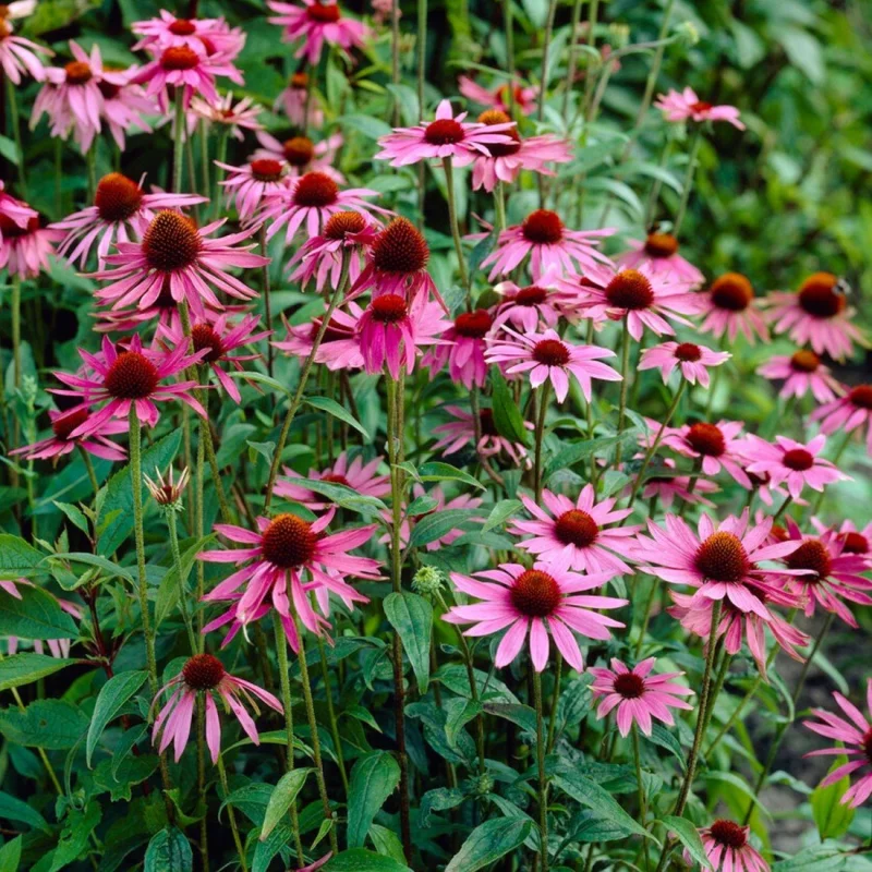Echinacea purpurea 'Sensation Pink'