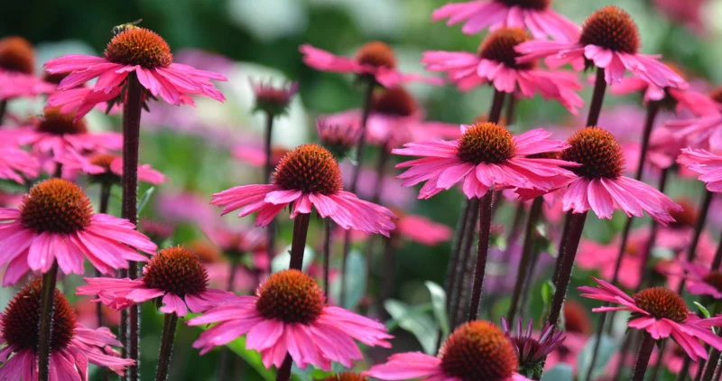 Echinacea purpurea 'Sensation Pink'-3