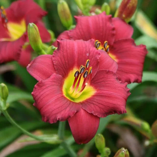 Hemerocallis 'Pardon Me'