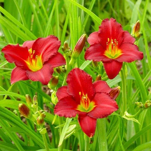 Hemerocallis 'Pardon Me'