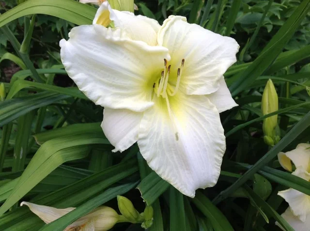 Hemerocallis 'White Temptation'