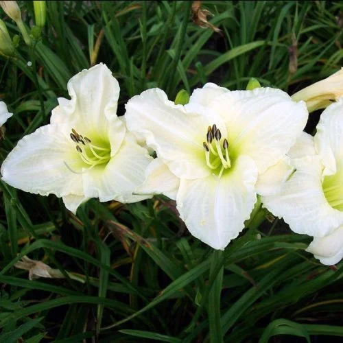 Hemerocallis 'White Temptation'