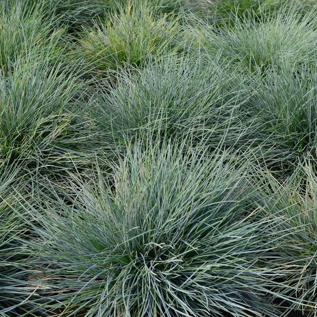 Festuca Glauca 'Elijah Blue'
