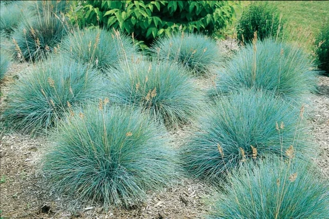 Festuca Glauca 'Elijah Blue'